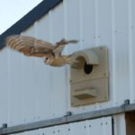 barn owl box company barn owl nesting box