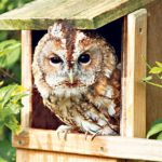 closeup owl nesting in box