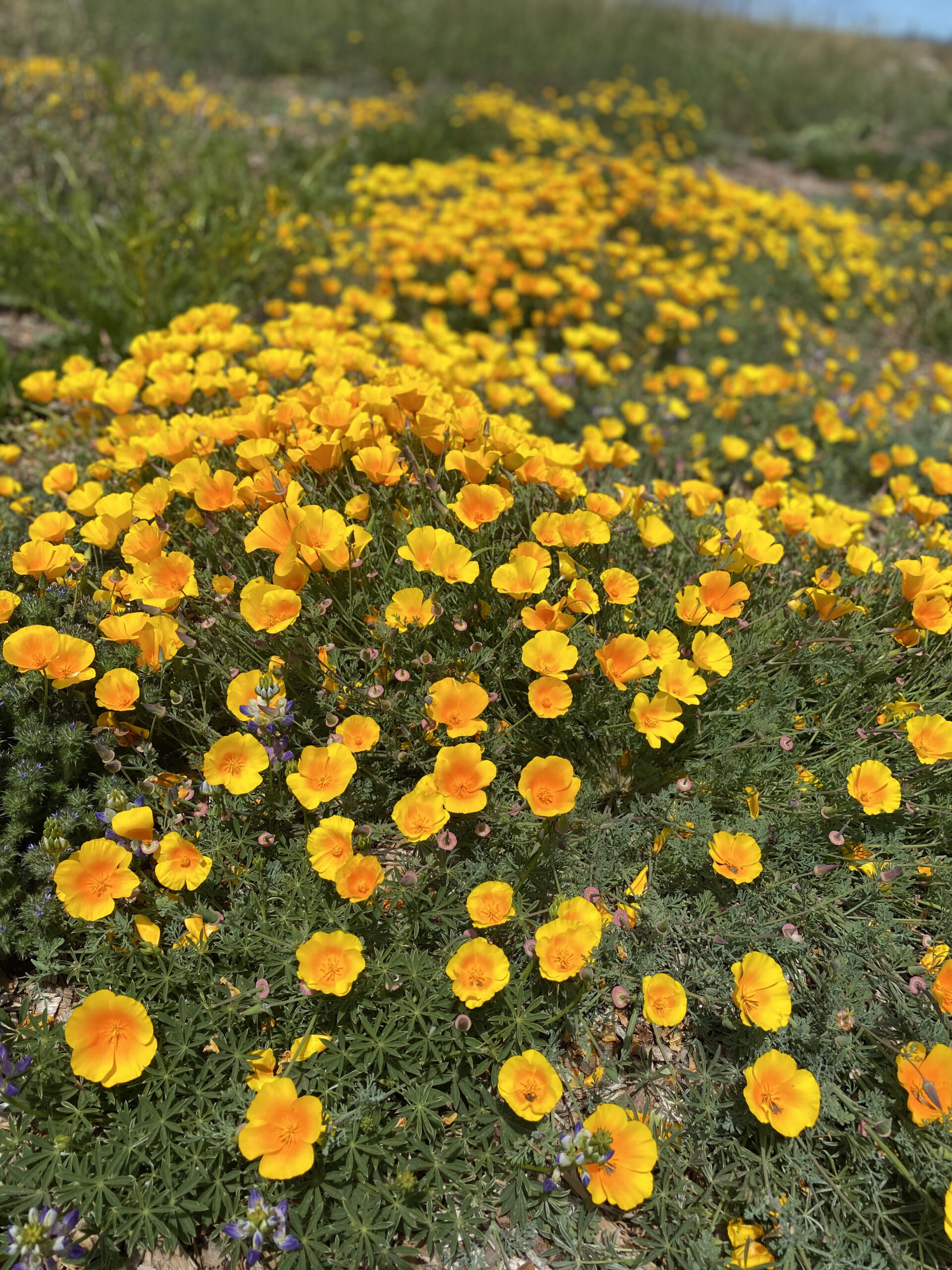 California Poppies scaled